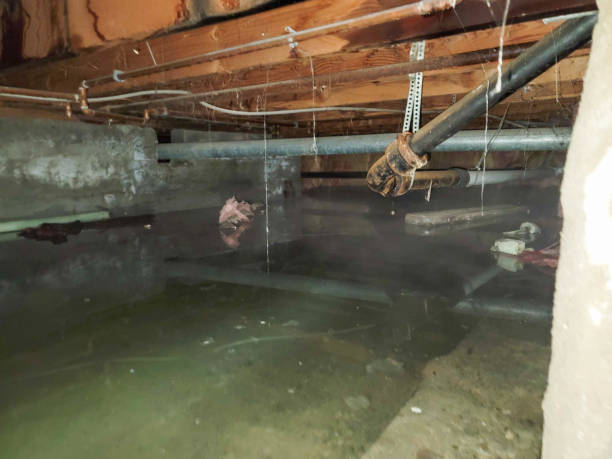 Best Carpet water damage restoration  in Haddon Heights, NJ