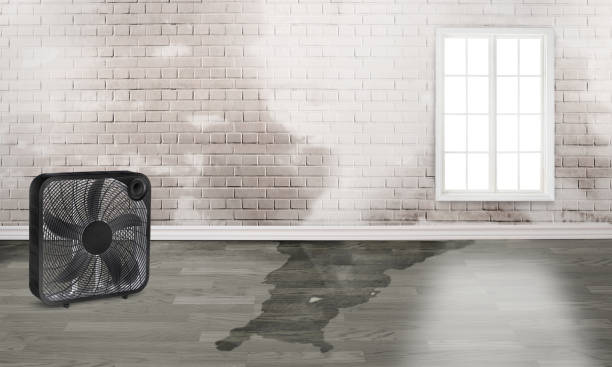 Best Flood damage cleanup  in Haddon Heights, NJ